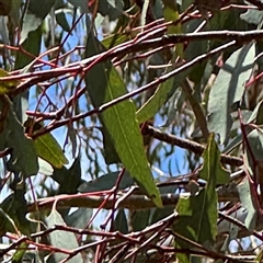 Eucalyptus melliodora at Ngunnawal, ACT - 19 Oct 2024 01:04 PM