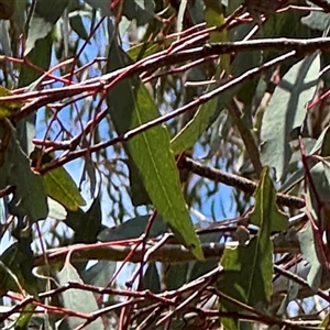 Eucalyptus melliodora at Ngunnawal, ACT - 19 Oct 2024 01:04 PM