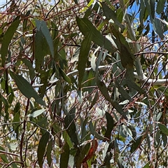 Eucalyptus melliodora at Ngunnawal, ACT - 19 Oct 2024