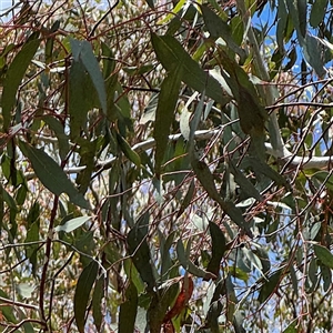 Eucalyptus melliodora at Ngunnawal, ACT - 19 Oct 2024 01:04 PM