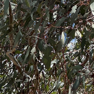 Eucalyptus melliodora at Ngunnawal, ACT - 19 Oct 2024