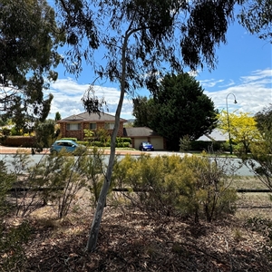 Eucalyptus sp. at Ngunnawal, ACT - 19 Oct 2024