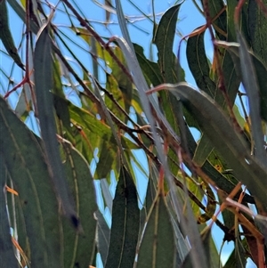 Eucalyptus sp. at Ngunnawal, ACT - 19 Oct 2024