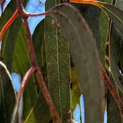 Eucalyptus sp. at Ngunnawal, ACT - 19 Oct 2024