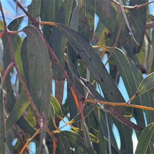 Eucalyptus sp. at Ngunnawal, ACT - 19 Oct 2024