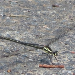 Unidentified Dragonfly or Damselfly (Odonata) at Macgregor, ACT - 19 Oct 2024 by Christine