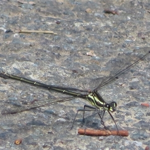 Austroargiolestes icteromelas at Macgregor, ACT - 19 Oct 2024