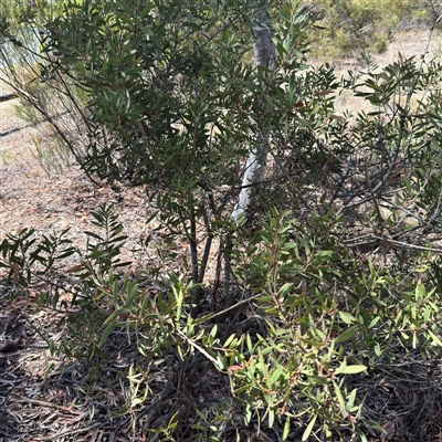 Melaleuca sp. (A Melaleuca) at Ngunnawal, ACT - 19 Oct 2024 by Hejor1