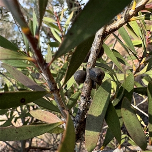 Melaleuca sp. at Ngunnawal, ACT - 19 Oct 2024