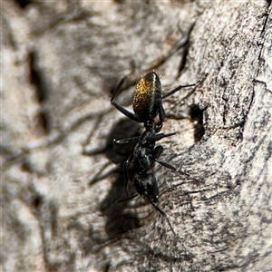 Camponotus aeneopilosus at Ngunnawal, ACT - 19 Oct 2024