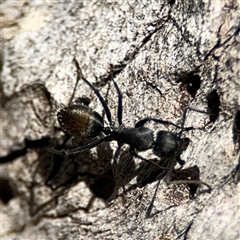 Camponotus aeneopilosus at Ngunnawal, ACT - 19 Oct 2024