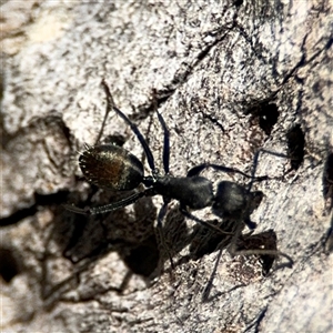 Camponotus aeneopilosus at Ngunnawal, ACT - 19 Oct 2024 12:50 PM