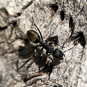 Camponotus aeneopilosus at Ngunnawal, ACT - 19 Oct 2024