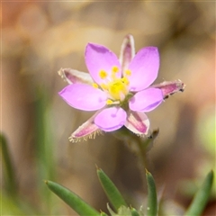 Spergularia rubra (Sandspurrey) at Ngunnawal, ACT - 19 Oct 2024 by Hejor1