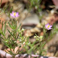 Spergularia rubra at Ngunnawal, ACT - 19 Oct 2024