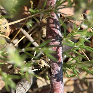 Spergularia rubra at Ngunnawal, ACT - 19 Oct 2024