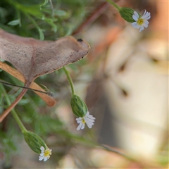 Vittadinia muelleri at Ngunnawal, ACT - 19 Oct 2024