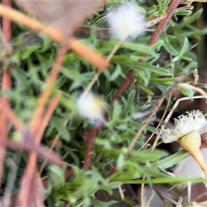 Vittadinia muelleri at Ngunnawal, ACT - 19 Oct 2024