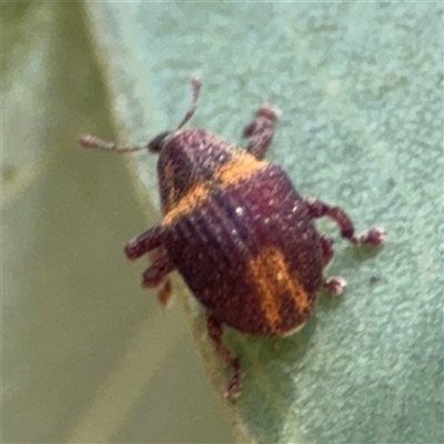 Haplonyx sp. (genus) (Unidentified Haplonyx weevil) at Ngunnawal, ACT - 19 Oct 2024 by Hejor1