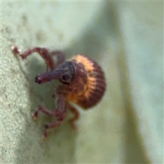 Haplonyx (genus) at Ngunnawal, ACT - 19 Oct 2024 12:40 PM