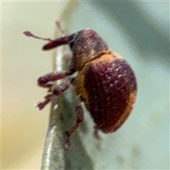 Haplonyx sp. (genus) at Ngunnawal, ACT - 19 Oct 2024