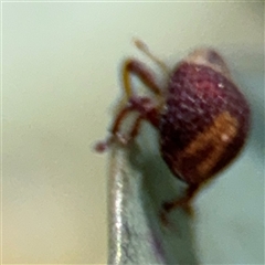 Haplonyx (genus) at Ngunnawal, ACT - 19 Oct 2024 12:40 PM