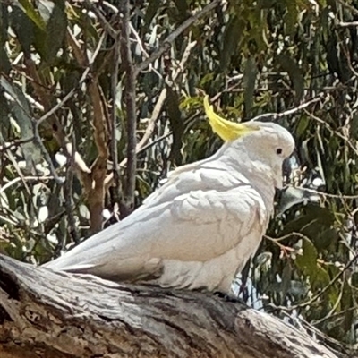 Cacatua galerita (Sulphur-crested Cockatoo) at Ngunnawal, ACT - 19 Oct 2024 by Hejor1