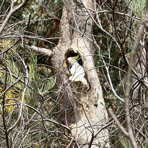 Cacatua galerita at Ngunnawal, ACT - 19 Oct 2024