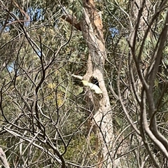 Cacatua galerita at Ngunnawal, ACT - 19 Oct 2024