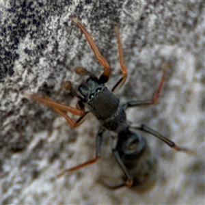 Myrmarachne erythrocephala at Ngunnawal, ACT - 19 Oct 2024