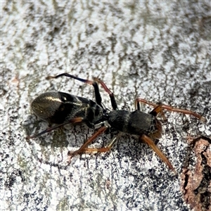 Myrmarachne erythrocephala at Ngunnawal, ACT - 19 Oct 2024