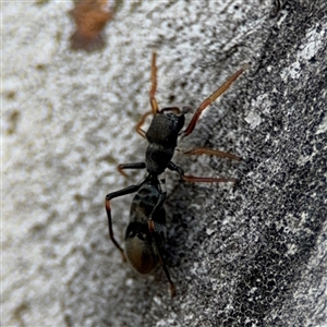 Myrmarachne erythrocephala at Ngunnawal, ACT - 19 Oct 2024