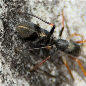 Myrmarachne erythrocephala at Ngunnawal, ACT - 19 Oct 2024