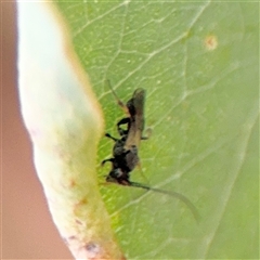 Apocrita (suborder) (Unidentified wasp) at Ngunnawal, ACT - 19 Oct 2024 by Hejor1