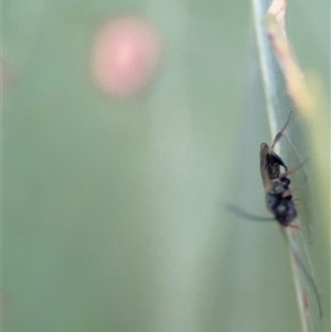 Apocrita (suborder) at Ngunnawal, ACT - 19 Oct 2024