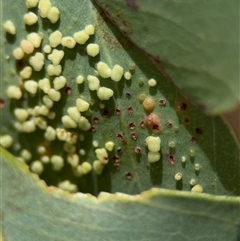 Eucalyptus insect gall at Ngunnawal, ACT - 19 Oct 2024 by Hejor1