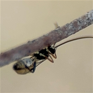 Ichneumonoidea (Superfamily) at Ngunnawal, ACT - 19 Oct 2024