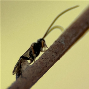 Ichneumonoidea (Superfamily) at Ngunnawal, ACT - 19 Oct 2024