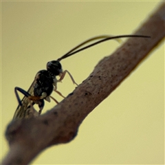 Ichneumonoidea (Superfamily) at Ngunnawal, ACT - 19 Oct 2024 12:28 PM