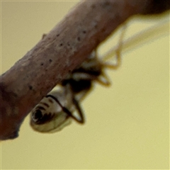 Ichneumonoidea (Superfamily) at Ngunnawal, ACT - 19 Oct 2024 12:28 PM