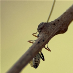 Ichneumonoidea (Superfamily) at Ngunnawal, ACT - 19 Oct 2024 12:28 PM