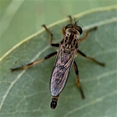 Cerdistus sp. (genus) (Slender Robber Fly) at Ngunnawal, ACT - 19 Oct 2024 by Hejor1