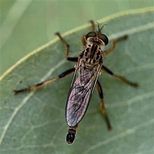 Cerdistus sp. (genus) at Ngunnawal, ACT - 19 Oct 2024