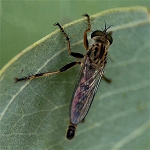 Cerdistus sp. (genus) at Ngunnawal, ACT - 19 Oct 2024