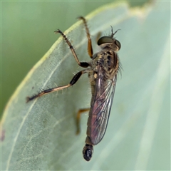 Cerdistus sp. (genus) at Ngunnawal, ACT - 19 Oct 2024