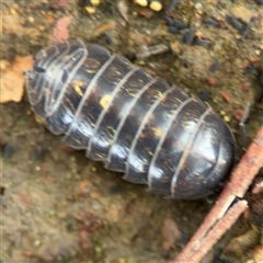 Armadillidium vulgare (Slater bug, woodlouse, pill bug, roley poley) at Ngunnawal, ACT - 19 Oct 2024 by Hejor1