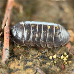 Armadillidium vulgare at Ngunnawal, ACT - 19 Oct 2024