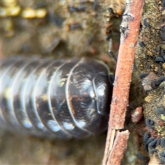 Armadillidium vulgare at Ngunnawal, ACT - 19 Oct 2024