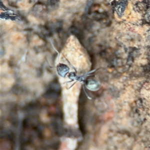 Iridomyrmex sp. (genus) at Ngunnawal, ACT - 19 Oct 2024