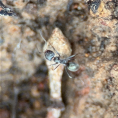 Iridomyrmex sp. (genus) (Ant) at Ngunnawal, ACT - 19 Oct 2024 by Hejor1